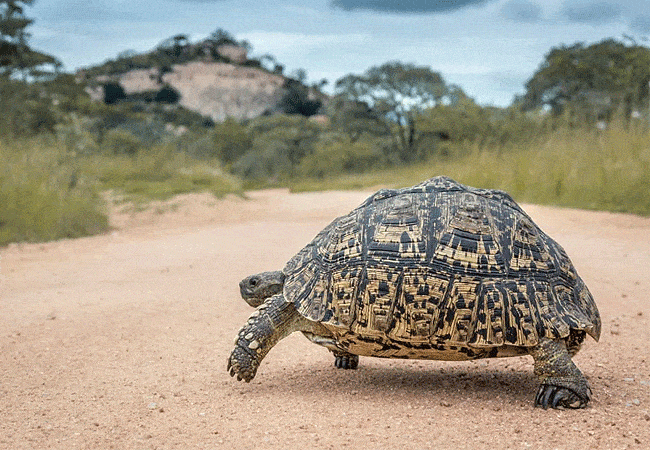 kitani-bandas-tsavo-west-national-park-leopard-tortoise Kitani Bandas Tsavo West National Park
