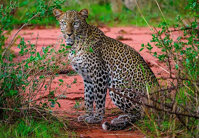 kitani-bandas-tsavo-west-national-park-leopard Kitani Bandas Tsavo West National Park