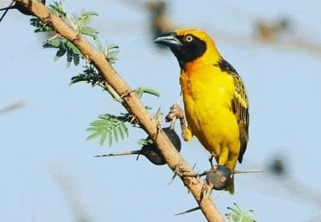 kitani-bandas-tsavo-west-national-park-lesser-masked-weaver Kitani Bandas Tsavo West National Park
