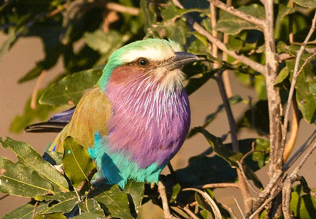 kitani-bandas-tsavo-west-national-park-lilac-breasted-roller Kitani Bandas Tsavo West National Park
