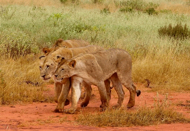 kitani-bandas-tsavo-west-national-park-lions Kitani Bandas Tsavo West National Park