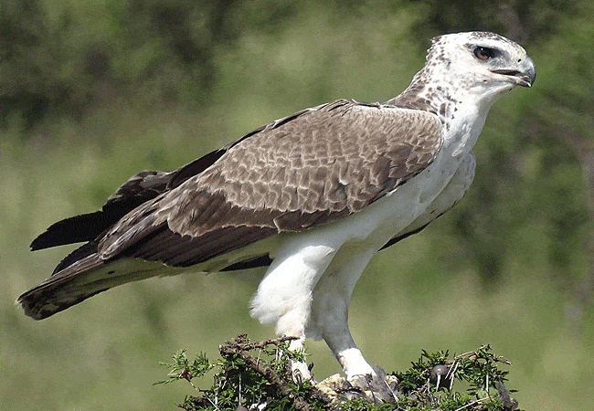 kitani-bandas-tsavo-west-national-park-martial-eagle Kitani Bandas Tsavo West National Park