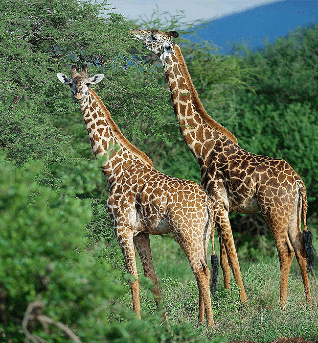 kitani-bandas-tsavo-west-national-park-masai-giraffe Kitani Bandas Tsavo West National Park