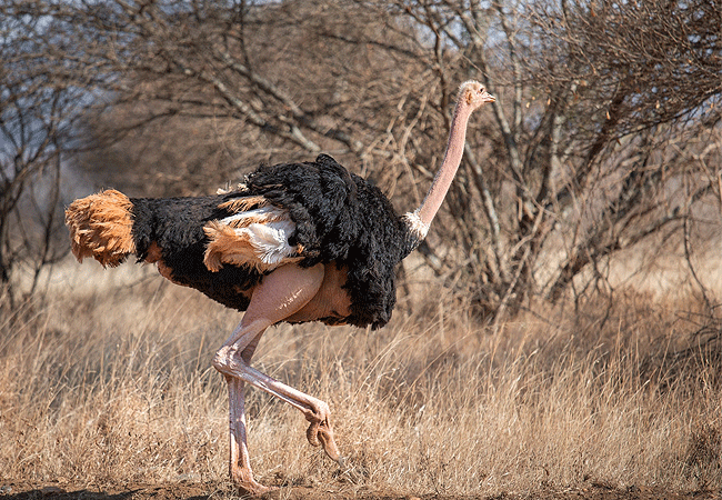 kitani-bandas-tsavo-west-national-park-masai-ostrich Kitani Bandas Tsavo West National Park