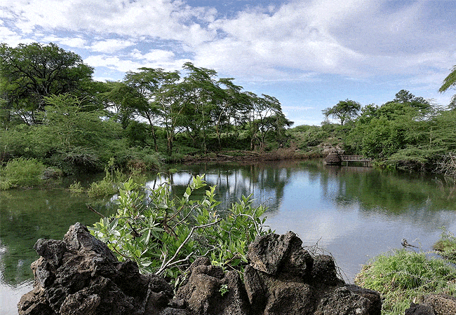 kitani-bandas-tsavo-west-national-park-mzima-springs-crystal-clear-waters Kitani Bandas Tsavo West National Park