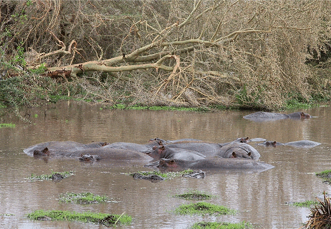 kitani-bandas-tsavo-west-national-park-mzima-springs-hippos Kitani Bandas Tsavo West National Park