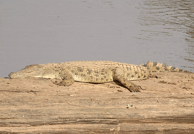 kitani-bandas-tsavo-west-national-park-nile-crocodile Kitani Bandas Tsavo West National Park