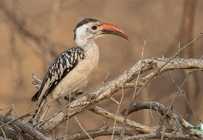 kitani-bandas-tsavo-west-national-park-northern-red-billed-hornbill Kitani Bandas Tsavo West National Park