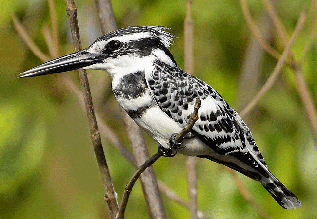 kitani-bandas-tsavo-west-national-park-pied-kingfisher Kitani Bandas Tsavo West National Park