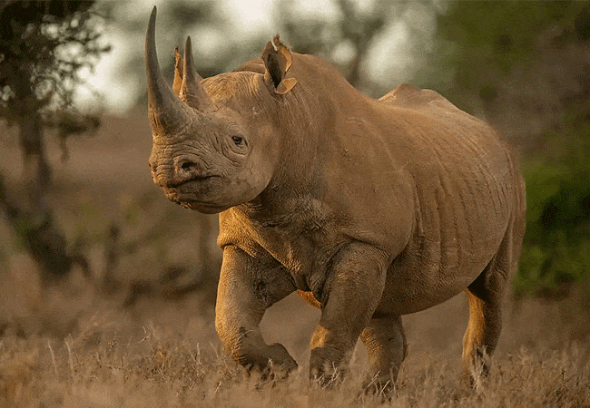 kitani-bandas-tsavo-west-national-park-rhino Kitani Bandas Tsavo West National Park