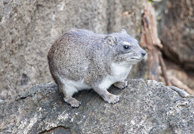 kitani-bandas-tsavo-west-national-park-rock-hyrax Kitani Bandas Tsavo West National Park