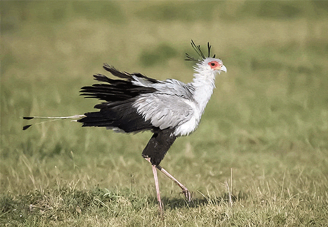 kitani-bandas-tsavo-west-national-park-secretary-bird Kitani Bandas Tsavo West National Park