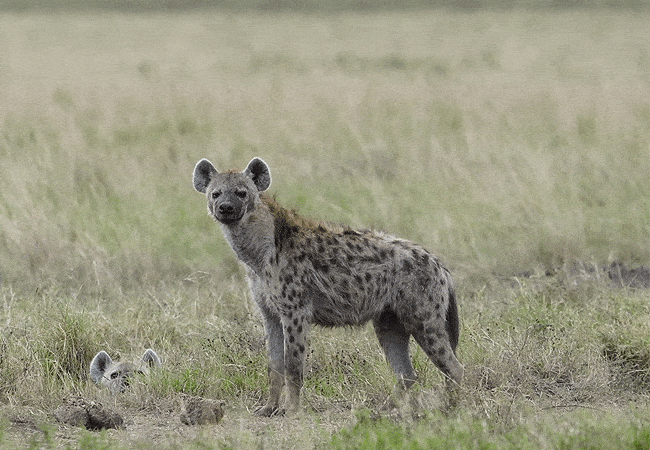kitani-bandas-tsavo-west-national-park-spotted-hyena Kitani Bandas Tsavo West National Park