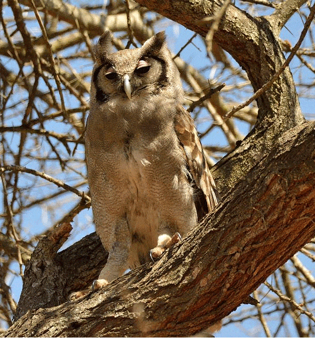 kitani-bandas-tsavo-west-national-park-verreauxs-eagle-owl Kitani Bandas Tsavo West National Park