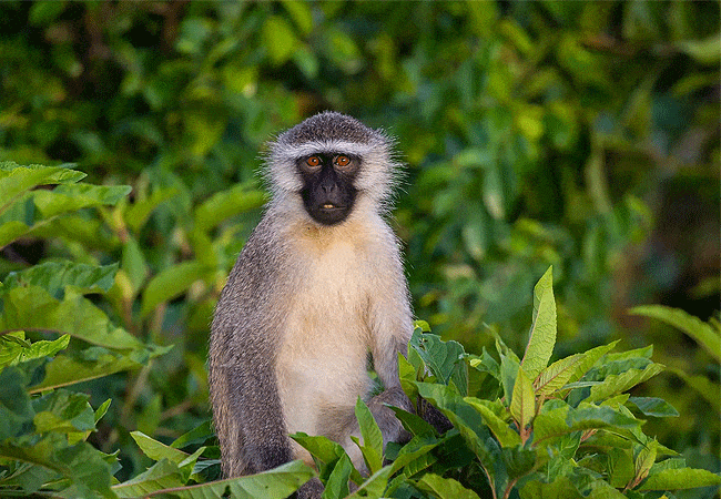 kitani-bandas-tsavo-west-national-park-vervet-monkey Kitani Bandas Tsavo West National Park
