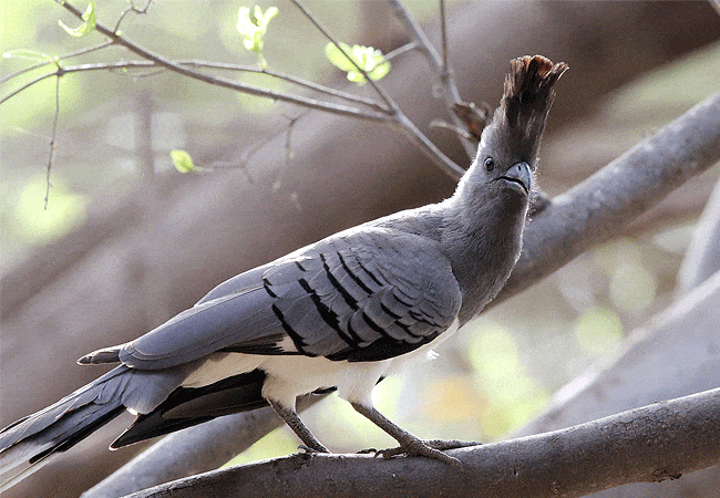 kitani-bandas-tsavo-west-national-park-white-bellied-go-away-bird Kitani Bandas Tsavo West National Park