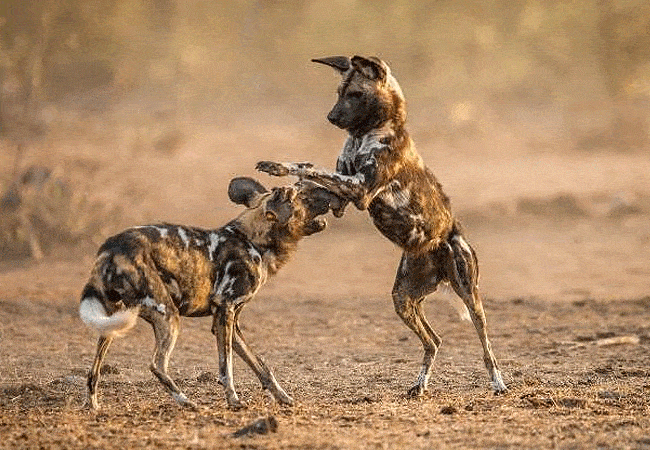 kitani-bandas-tsavo-west-national-park-wild-dogs Kitani Bandas Tsavo West National Park