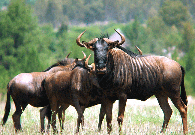 kitani-bandas-tsavo-west-national-park-wildebeest Kitani Bandas Tsavo West National Park
