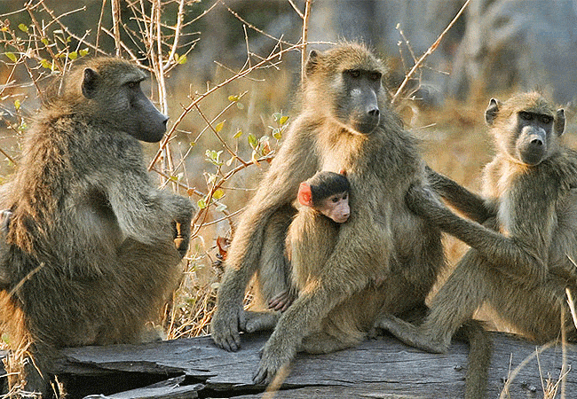 kitani-bandas-tsavo-west-national-park-yellow-baboon Kitani Bandas Tsavo West National Park