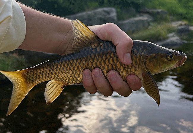 kitich-forest-camp-mathews-range-samburu-region-of-northern-kenya-guests-can-fish-for-indigenous-species-like-catfish-and-barbel-including-the-broad-shouldered-ewaso -barb Kitich Forest Camp Mathews Range Samburu Northern Kenya