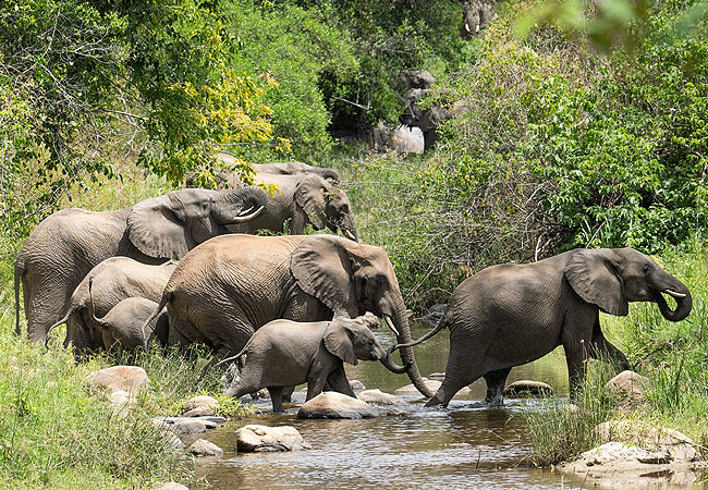 kitich-forest-camp-mathews-range-samburu-region-of-northern-kenya-is-frequented-by-elephants-painted-dogs-buffalo-and-bush buck Kitich Forest Camp Mathews Range Samburu Northern Kenya