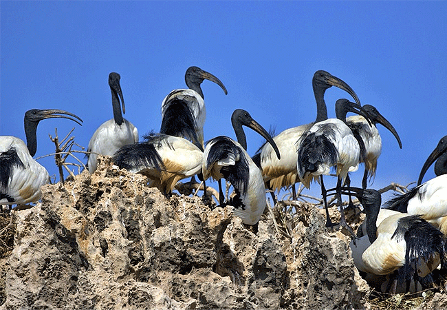 Kiunga Marine National Reserve Lamu Day Trip