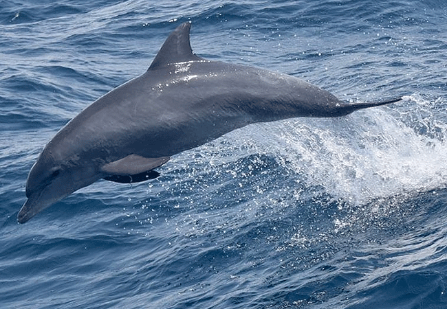 Kiunga Marine National Reserve Lamu Day Trip