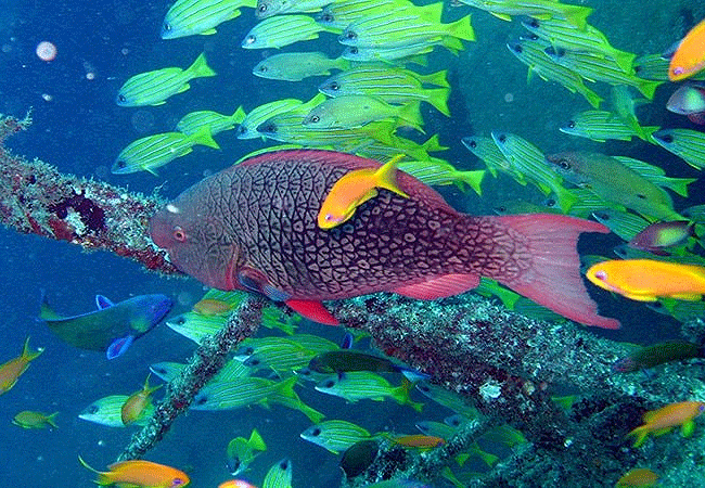 Kiunga Marine National Reserve Lamu Day Trip