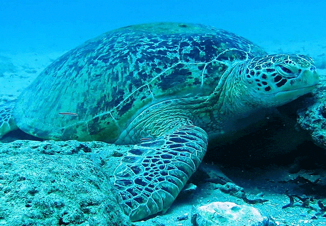 Kiunga Marine National Reserve Lamu Day Trip