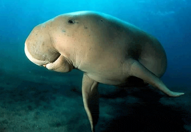 Kiunga Marine National Reserve Lamu Day Trip