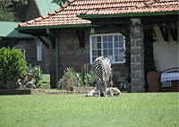 Kongoni Game Valley Lodge – Naivasha