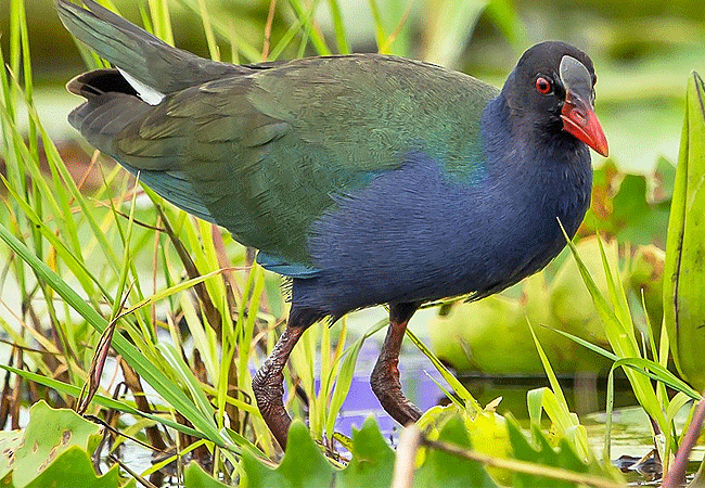 lake-bogoria-game-reserve-2-days-1-night-safari-allens-gallinule-bird Lake Bogoria Game Reserve 2 Days 1 Night Safari