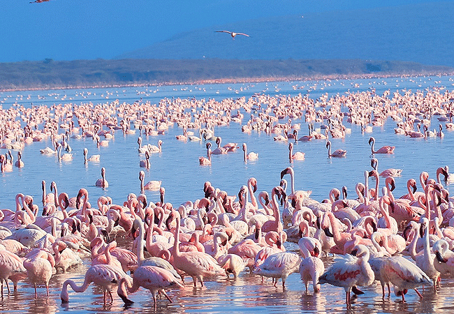 lake-bogoria-game-reserve-2-days-1-night-safari-bird watching Lake Bogoria Game Reserve 2 Days 1 Night Safari