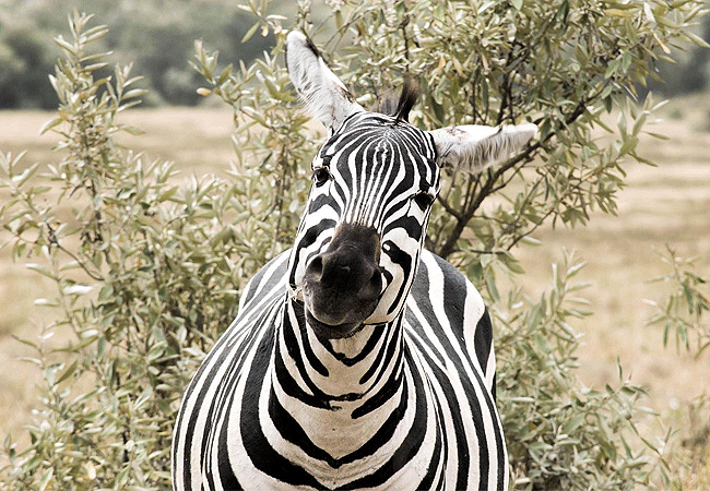 lake-bogoria-game-reserve-2-days-1-night-safari-common-zebra Lake Bogoria Game Reserve 2 Days 1 Night Safari