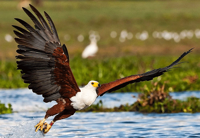 lake-bogoria-game-reserve-2-days-1-night-safari-fish-eagle Lake Bogoria Game Reserve 2 Days 1 Night Safari