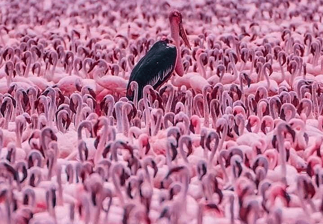 lake-bogoria-game-reserve-2-days-1-night-safari-flamingos-and-marabou-stork Lake Bogoria Game Reserve 2 Days 1 Night Safari