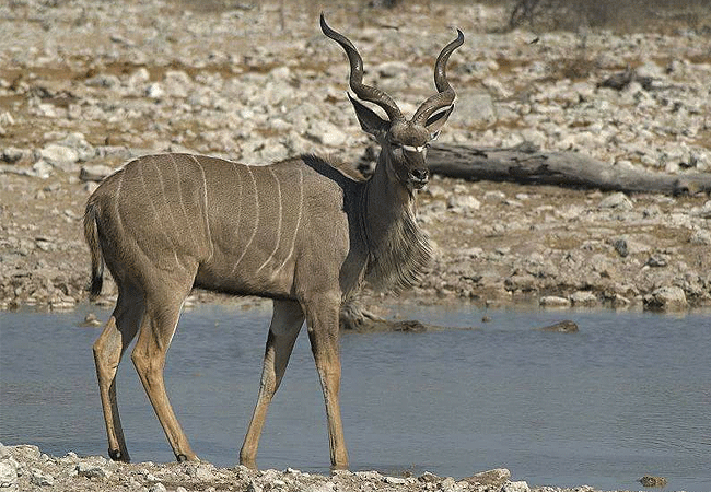 lake-bogoria-game-reserve-2-days-1-night-safari-greater-kudu Lake Bogoria Game Reserve 2 Days 1 Night Safari