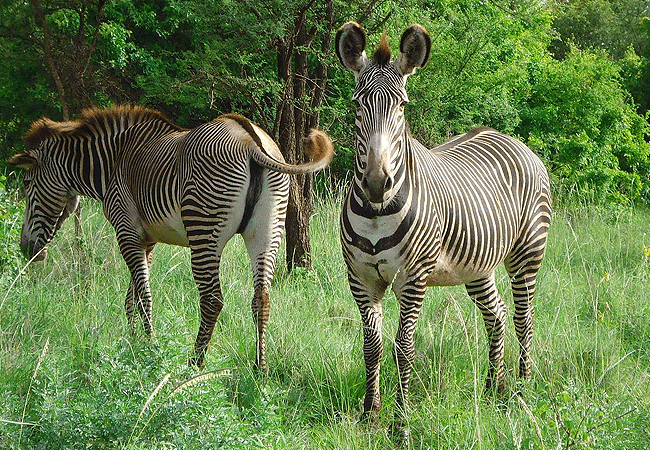 lake-bogoria-game-reserve-2-days-1-night-safari-grevy's-zebras Lake Bogoria Game Reserve 2 Days 1 Night Safari