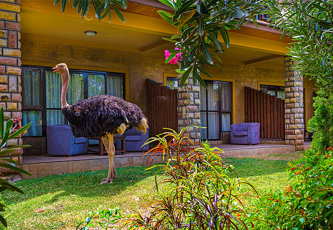 lake-bogoria-game-reserve-2-days-1-night-safari-guestroom Lake Bogoria Game Reserve 2 Days 1 Night Safari