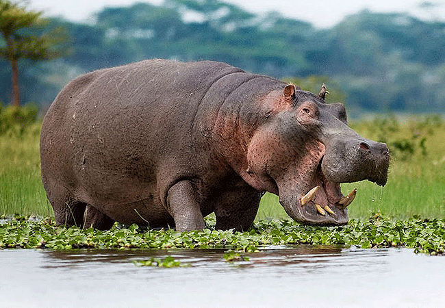 lake-bogoria-game-reserve-2-days-1-night-safari-hippopotamus Lake Bogoria Game Reserve 2 Days 1 Night Safari