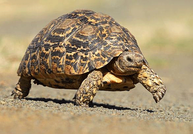 lake-bogoria-game-reserve-2-days-1-night-safari-leopard-tortoise Lake Bogoria Game Reserve 2 Days 1 Night Safari
