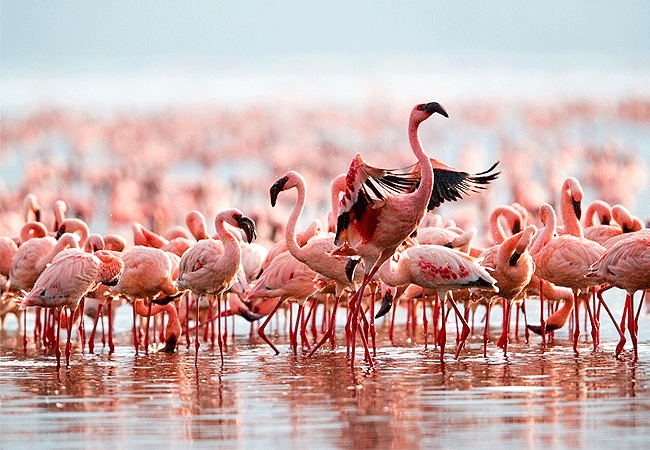 lake-bogoria-game-reserve-2-days-1-night-safari-lesser-flamingoes Lake Bogoria Game Reserve 2 Days 1 Night Safari