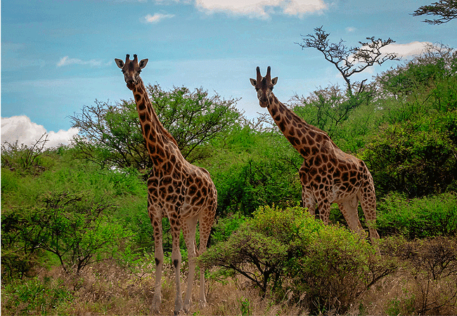 lake-bogoria-game-reserve-2-days-1-night-safari-northern-giraffe Lake Bogoria Game Reserve 2 Days 1 Night Safari