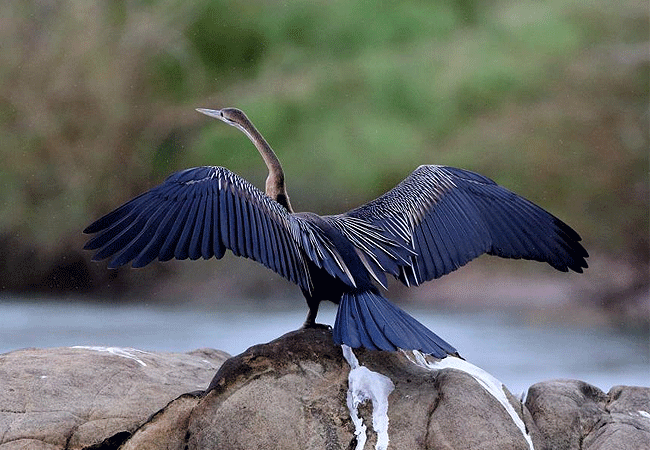 lake-bogoria-game-reserve-2-days-1-night-safari-oriental-datar Lake Bogoria Game Reserve 2 Days 1 Night Safari