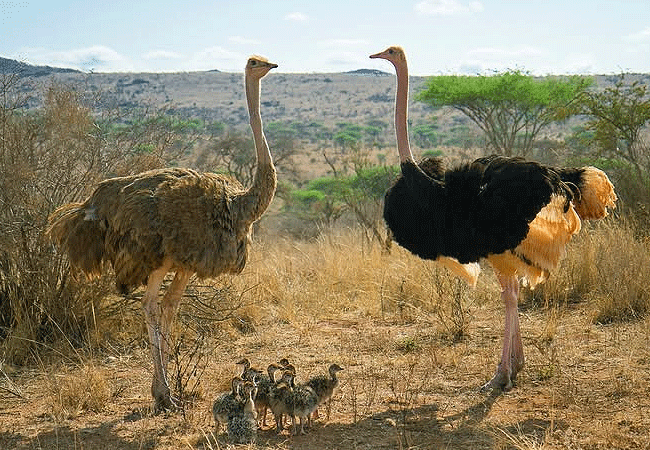 lake-bogoria-game-reserve-2-days-1-night-safari-ostrich Lake Bogoria Game Reserve 2 Days 1 Night Safari