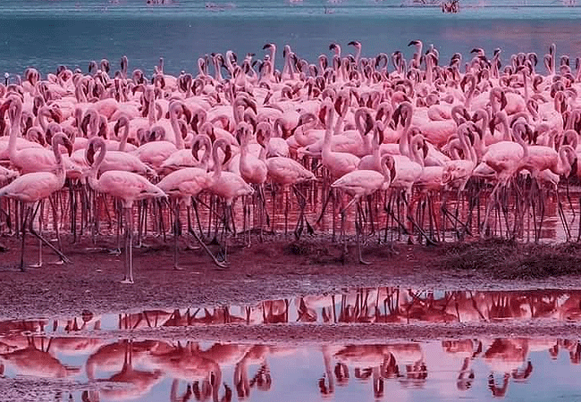 lake-bogoria-game-reserve-2-days-1-night-safari-pink-flamingos Lake Bogoria Game Reserve 2 Days 1 Night Safari