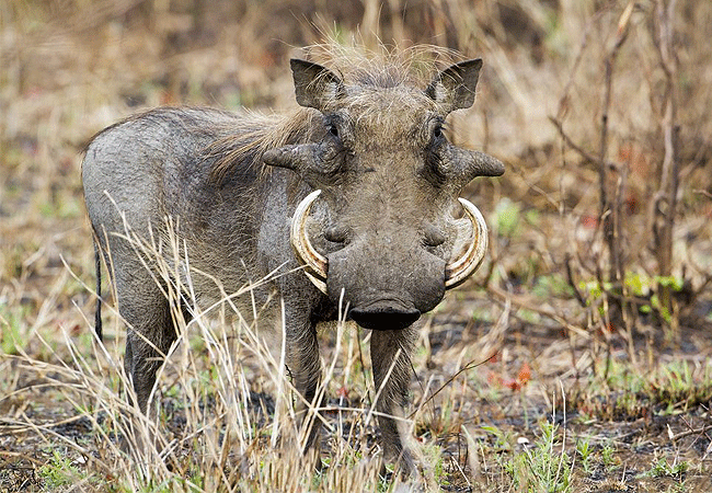 lake-bogoria-game-reserve-2-days-1-night-safari-warthog Lake Bogoria Game Reserve 2 Days 1 Night Safari