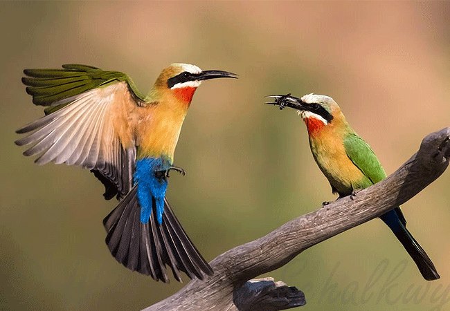 lake-bogoria-game-reserve-2-days-1-night-safari-white-fronted-bee-eater Lake Bogoria Game Reserve 2 Days 1 Night Safari