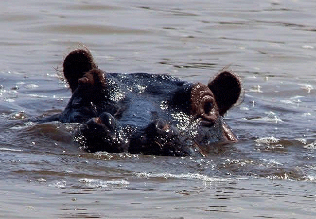 lake-jipe-eco-lodge-hippos Lake Jipe Eco Lodge Tsavo West National Park Kenya