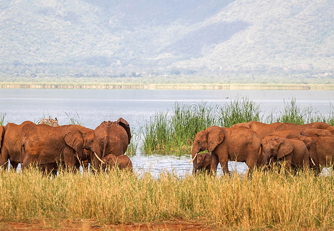 lake-jipe-eco-lodge-elephants Lake Jipe Eco Lodge Tsavo West National Park Kenya